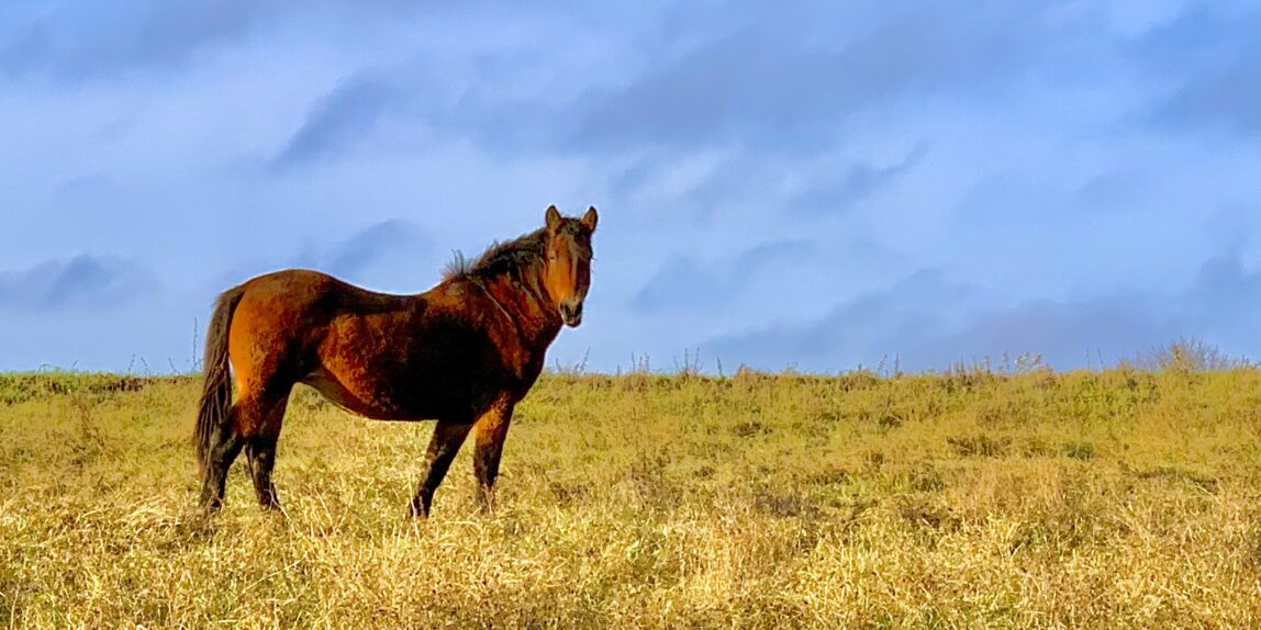 Horse in the middle of the field